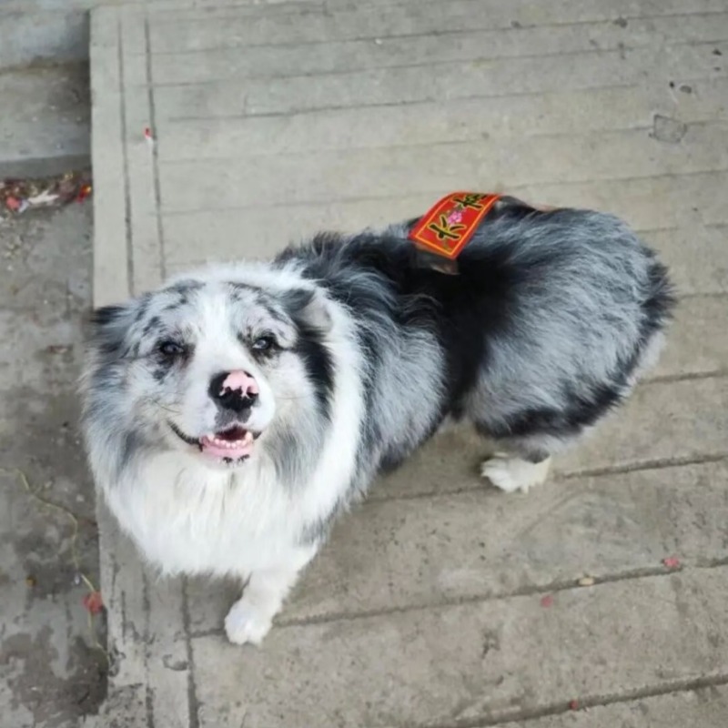 網紅犬遭偷！「一公斤37元」賤賣宰殺，飼主拒百萬和解：要兇手血債血償