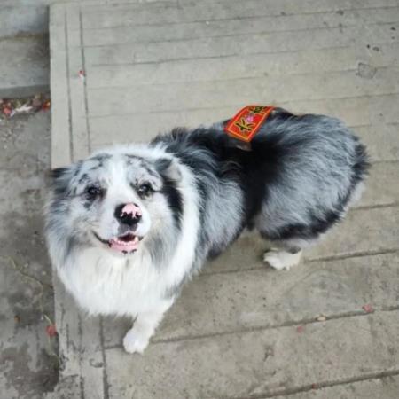 網紅犬遭偷！「一公斤37元」賤賣宰殺，飼主拒百萬和解：要兇手血債血償