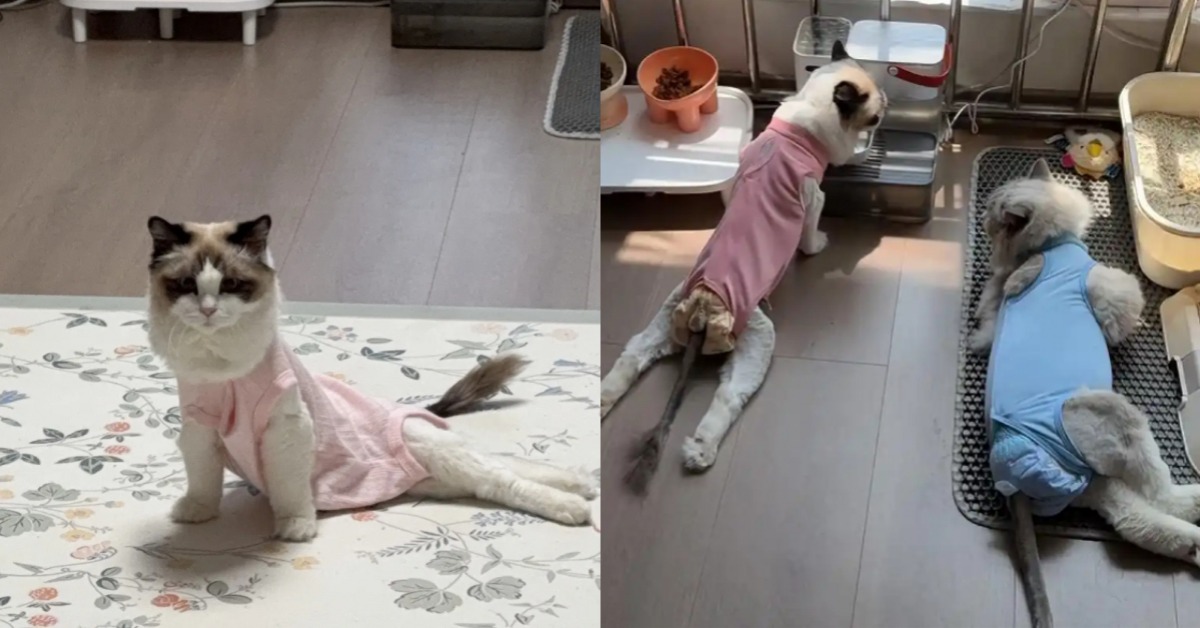 封面圖片來源:微博