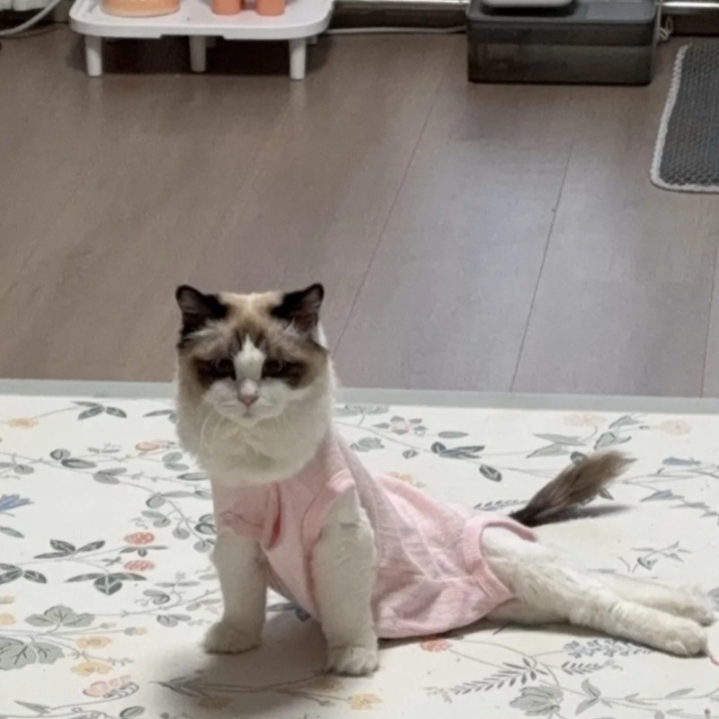 寵物飼料食安問題？逾5千隻貓突癱瘓！6成都吃同品牌貓糧，業者緊急回應