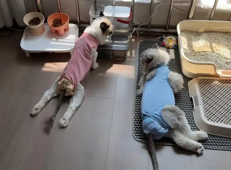 圖片來源：微博