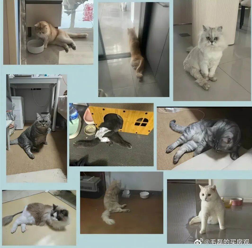多名飼主放出自家貓咪後肢無力、癱瘓的照片。圖片來源：微博