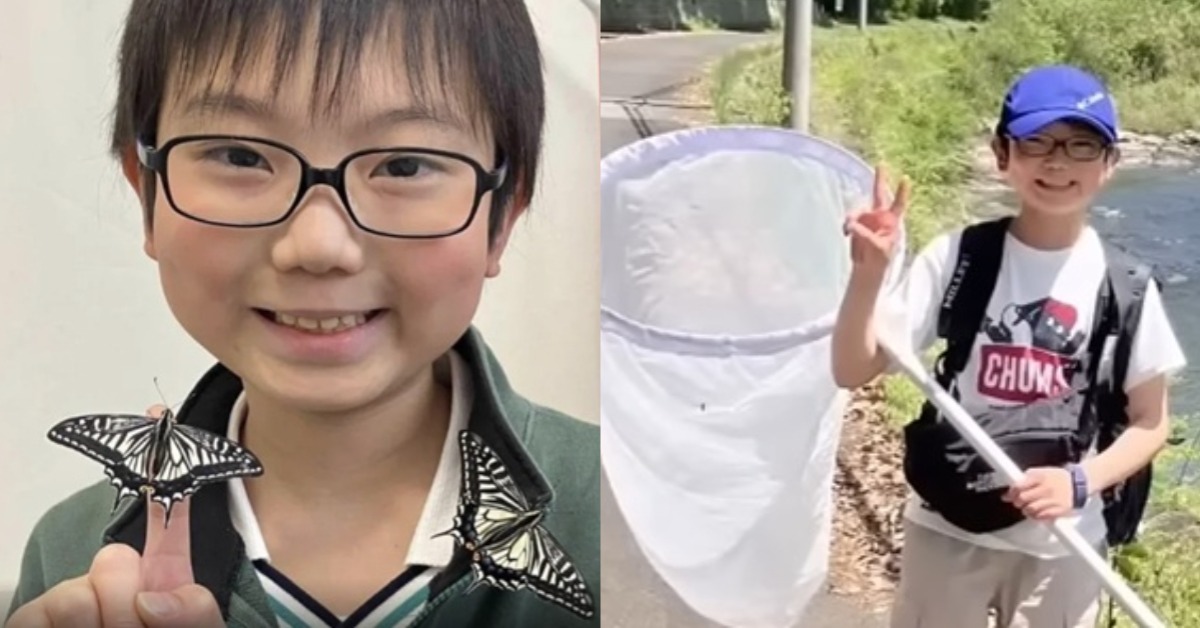 蝴蝶有記憶！日本小學生研究震撼昆蟲界：可遺傳三代，圖片來源：X@Pubity