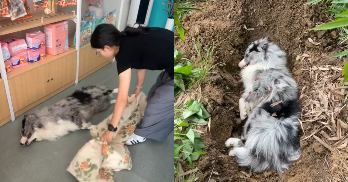封面圖片來源:微博