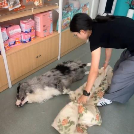 邊牧送寵物店窒息亡！店家稱「牠自己找死」毛孩寄宿應該怎麼挑？
