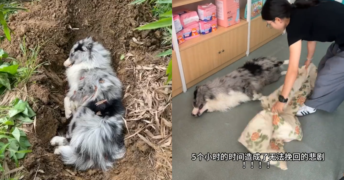 圖片來源：微博