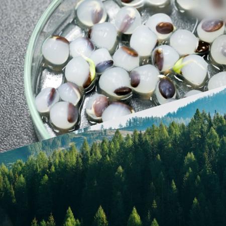 無人機會種樹了！空投「發芽珍珠」成功讓禿山冒出綠芽