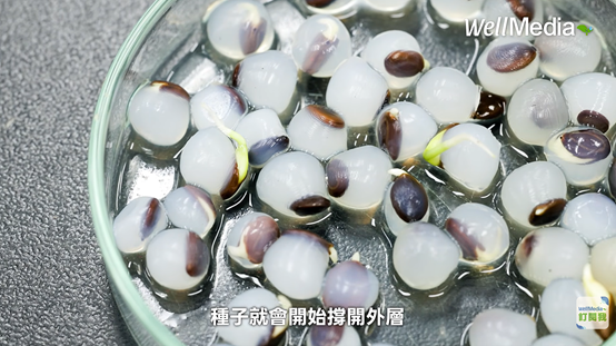 發芽珍珠中挑選九芎、赤楊、相思樹等耐旱且適應力較強的原生樹種。圖片來源：宜蘭大學森林暨自然資源學系官網
