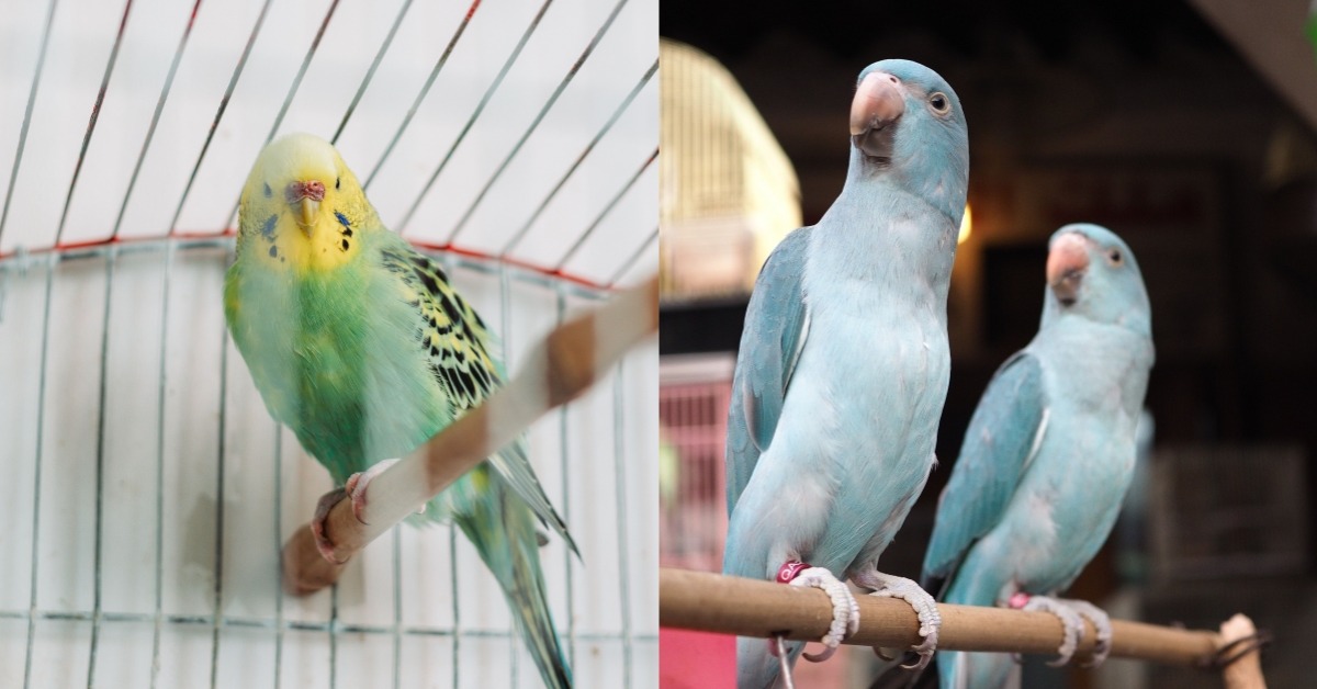 世界寵物鳥日飛失鸚鵡多2倍！新北市鼓勵登記就有機會獲得300元。（圖片來源：pexels）