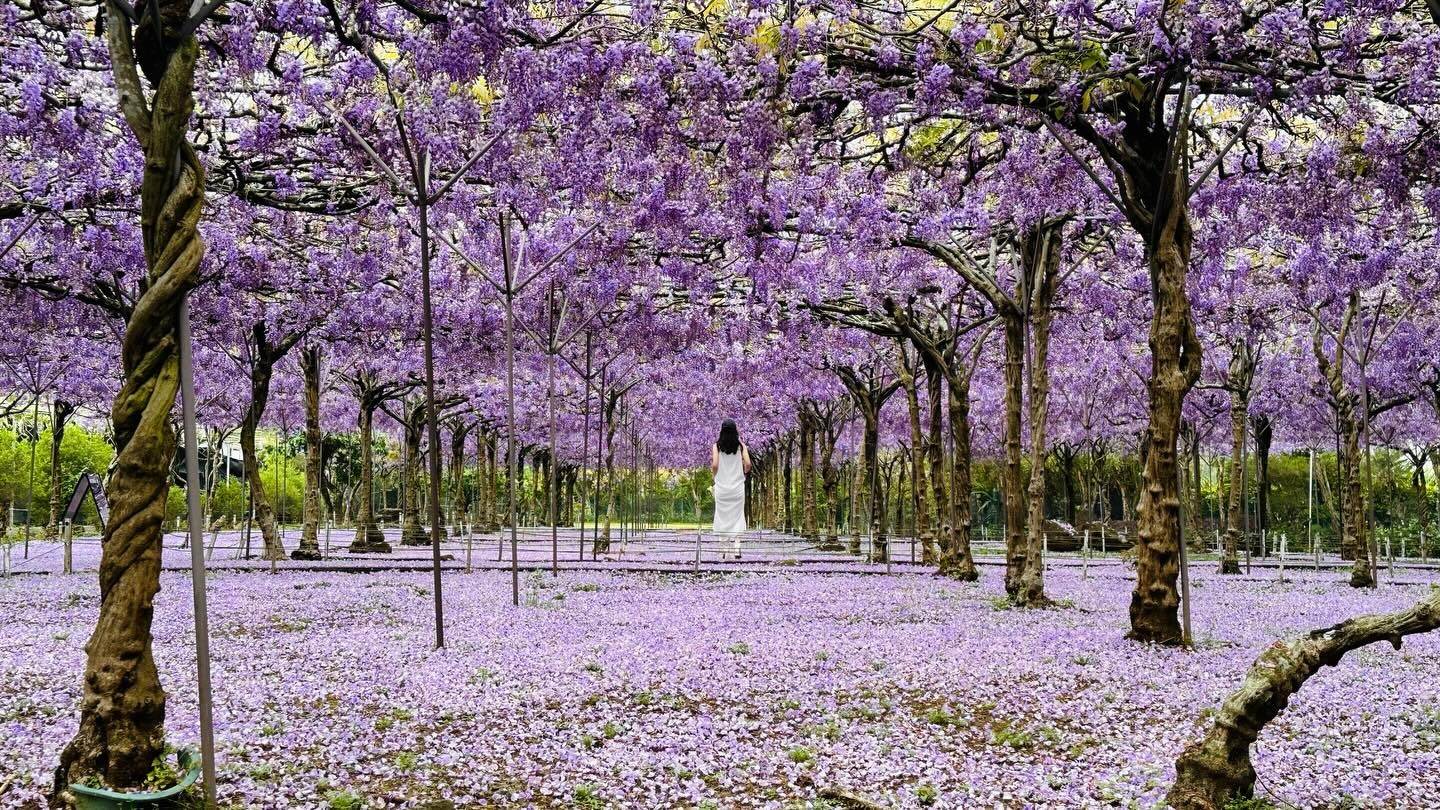 淡水「紫藤花園」宣布不再對外開放。圖片來源：IG@wisteria.tamsui