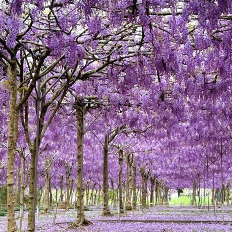 淡水「紫藤花園」宣布不再對外開放！頻遭檢舉賞花秘境掰了，內行人曝困境