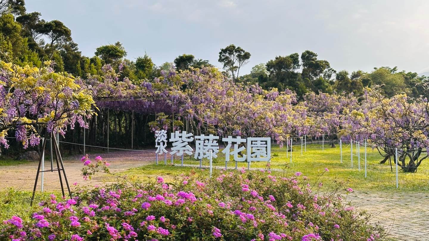 淡水「紫藤花園」為農用地，依法必須農地農用。圖片來源：IG@wisteria.tamsui