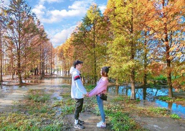 IG沒拍落羽松連朋友都笑你啊！「炸美4大落羽松秘境」，神啊！請讓阿雜路人退散別來亂入啊