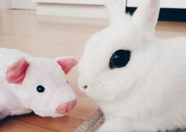 捕獲「兔界大眼女神陳意涵」？天生自帶放大片耍萌示範眼線這樣化才可愛啦！古錐模樣好想打包一隻帶走～