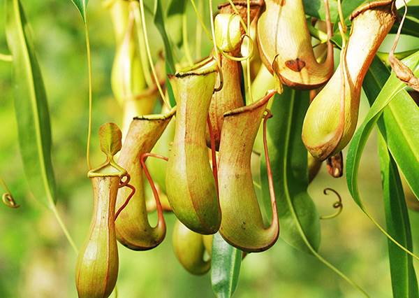 春夏居家除蟲幫手！4 種常見食蟲植物