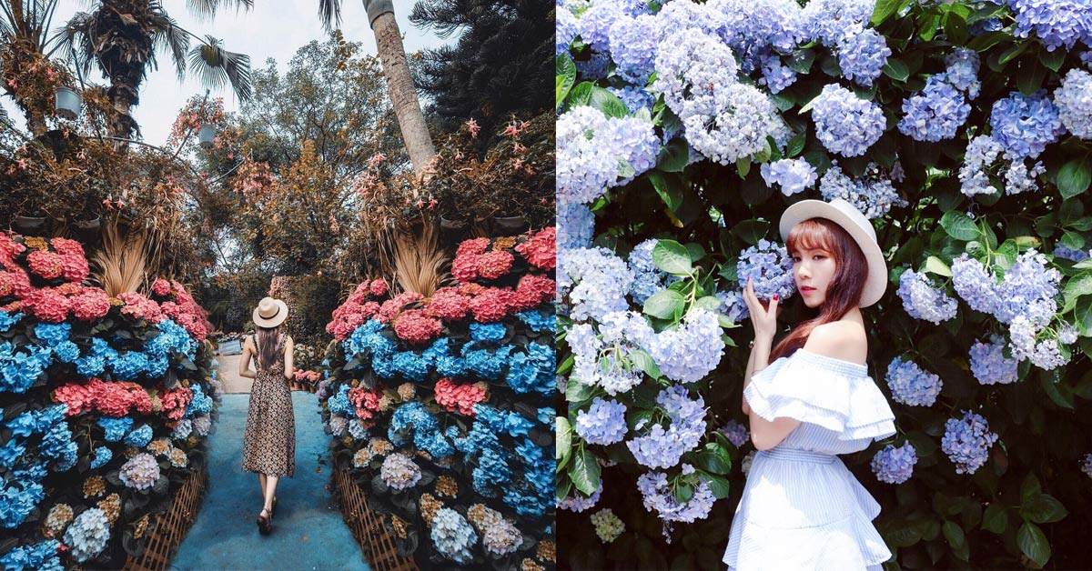 花都開好了～該出發了！全台5大「繡球花」景點，美好的週末就是要埋在花堆裡拍個100張啊